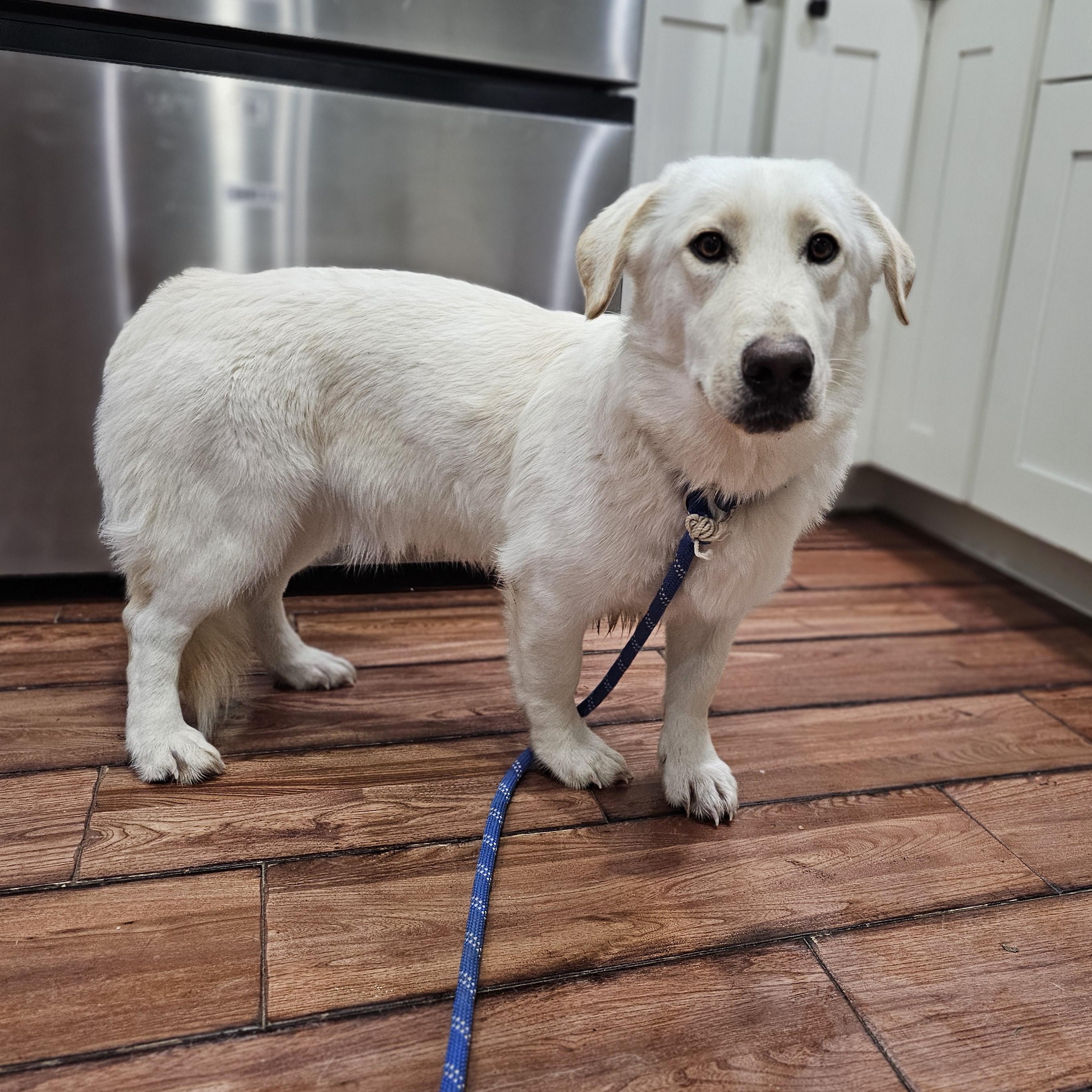 Enlarge Eleanor , an adopted mixed breed in O Fallon, IL image 4/6