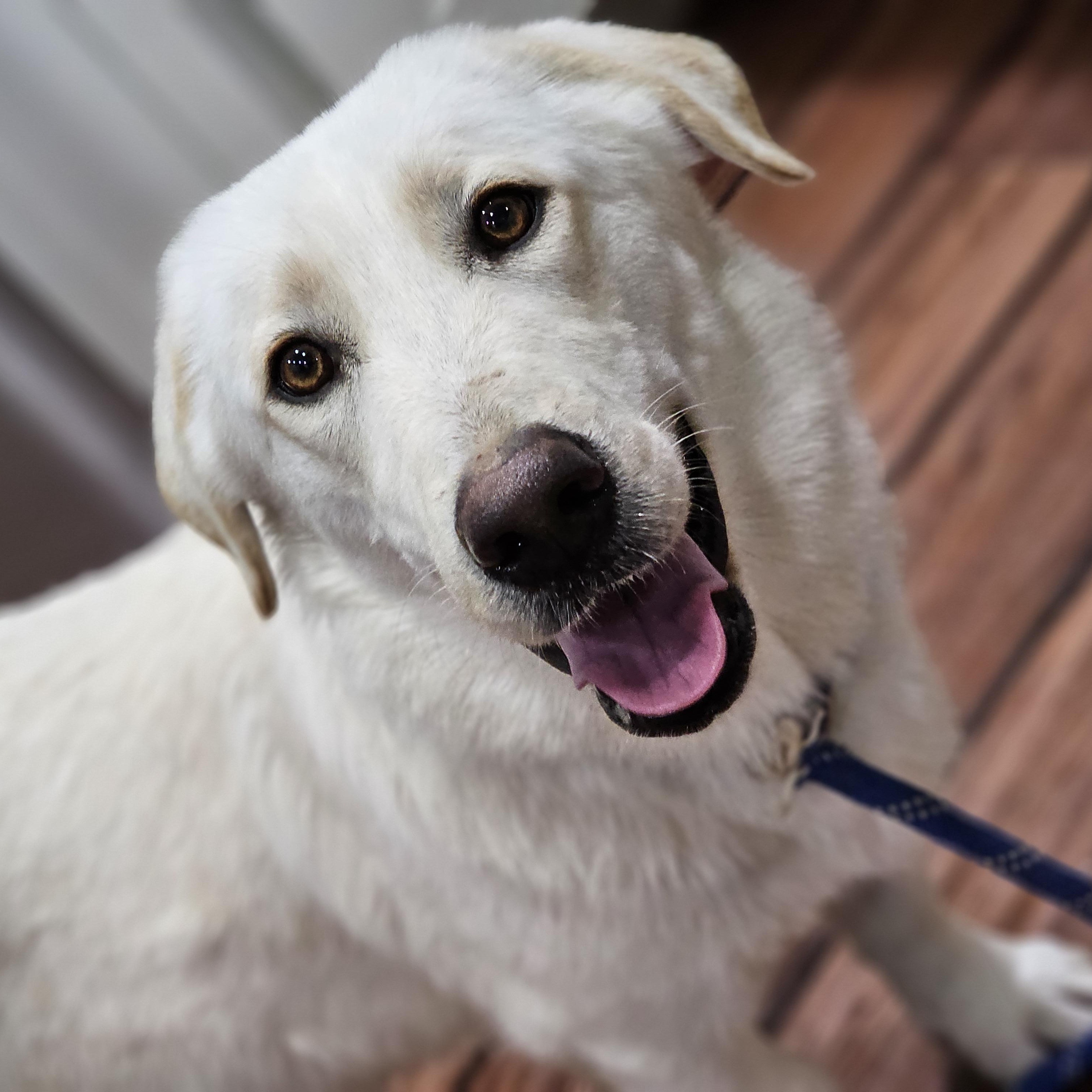 Enlarge Eleanor , an adopted mixed breed in O Fallon, IL image 5/6