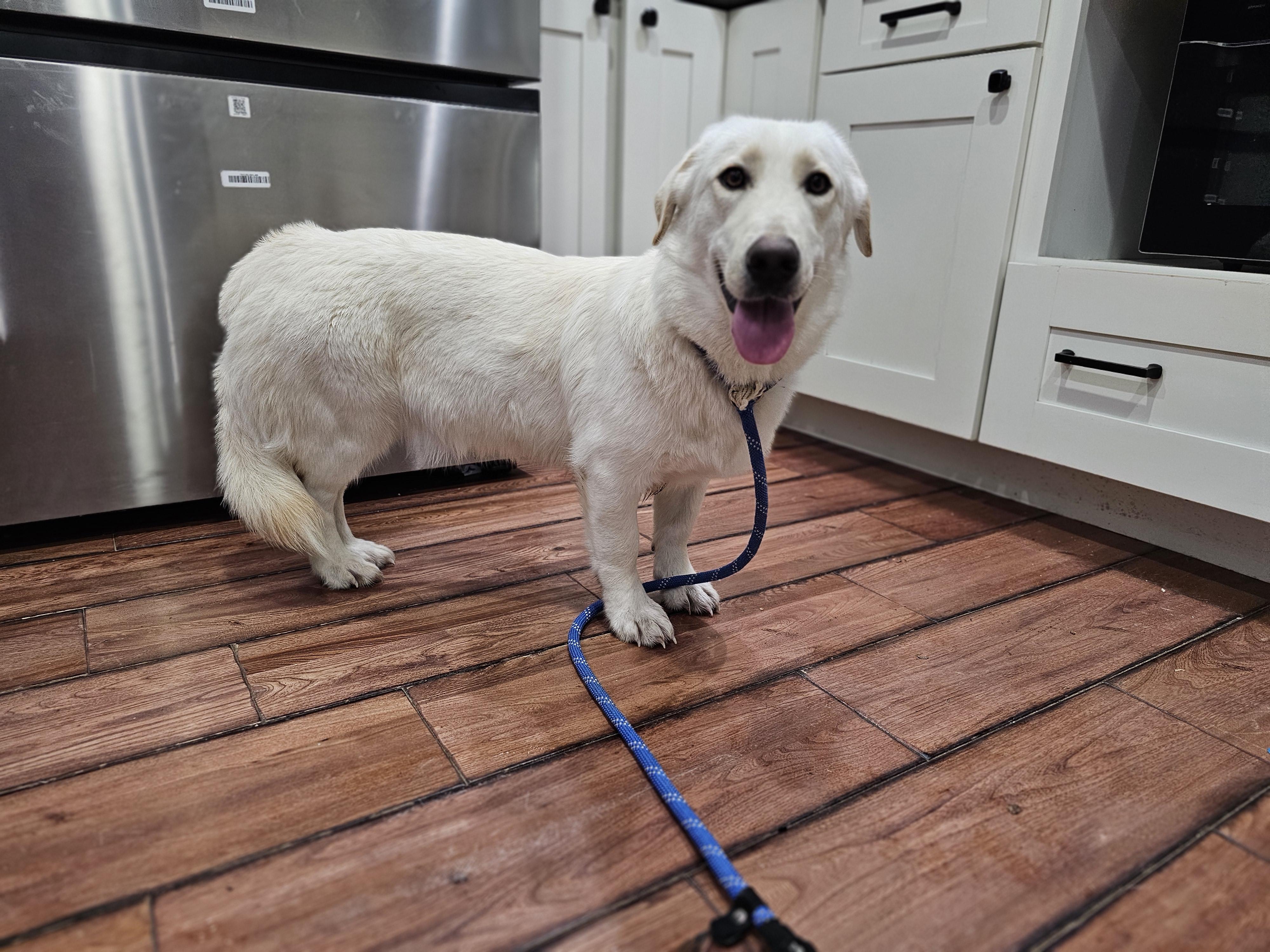 Enlarge Eleanor , an adopted mixed breed in O Fallon, IL image 6/6