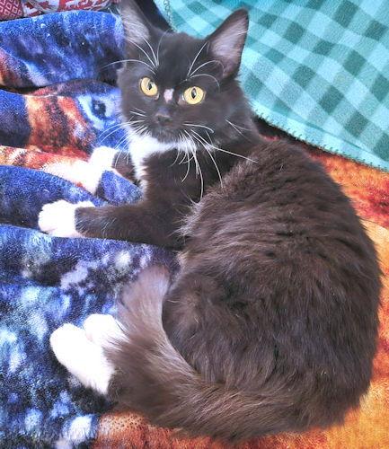 Enlarge Merry, a Adopted mixed breed in Rutherfordton, NC image 1/3