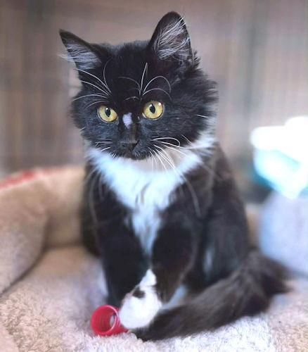 Enlarge Merry, a Adopted mixed breed in Rutherfordton, NC image 3/3