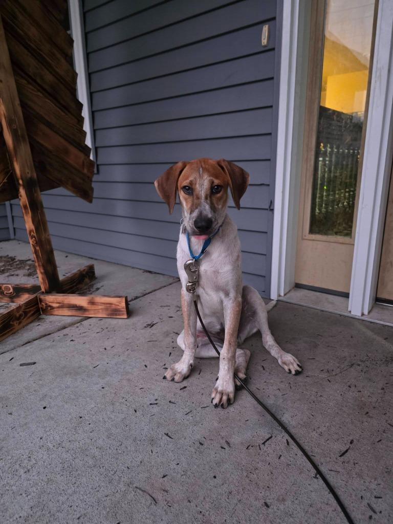 Flint, Adoptable, Puppy Male Mixed Breed.