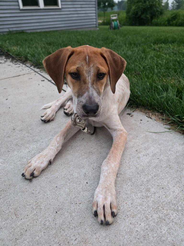 Enlarge Flint, a Adoptable mixed breed in Fond Du Lac, WI image 2/5