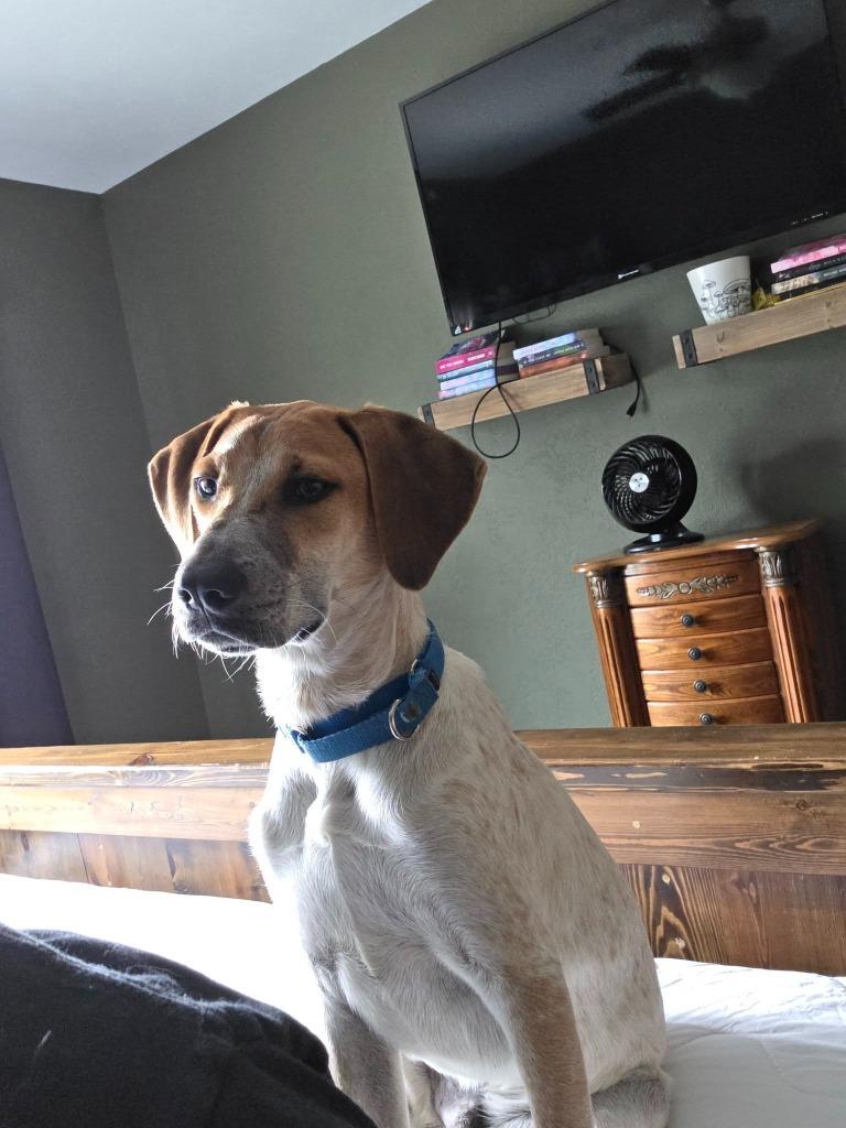 Enlarge Flint, a Adoptable mixed breed in Fond Du Lac, WI image 3/5