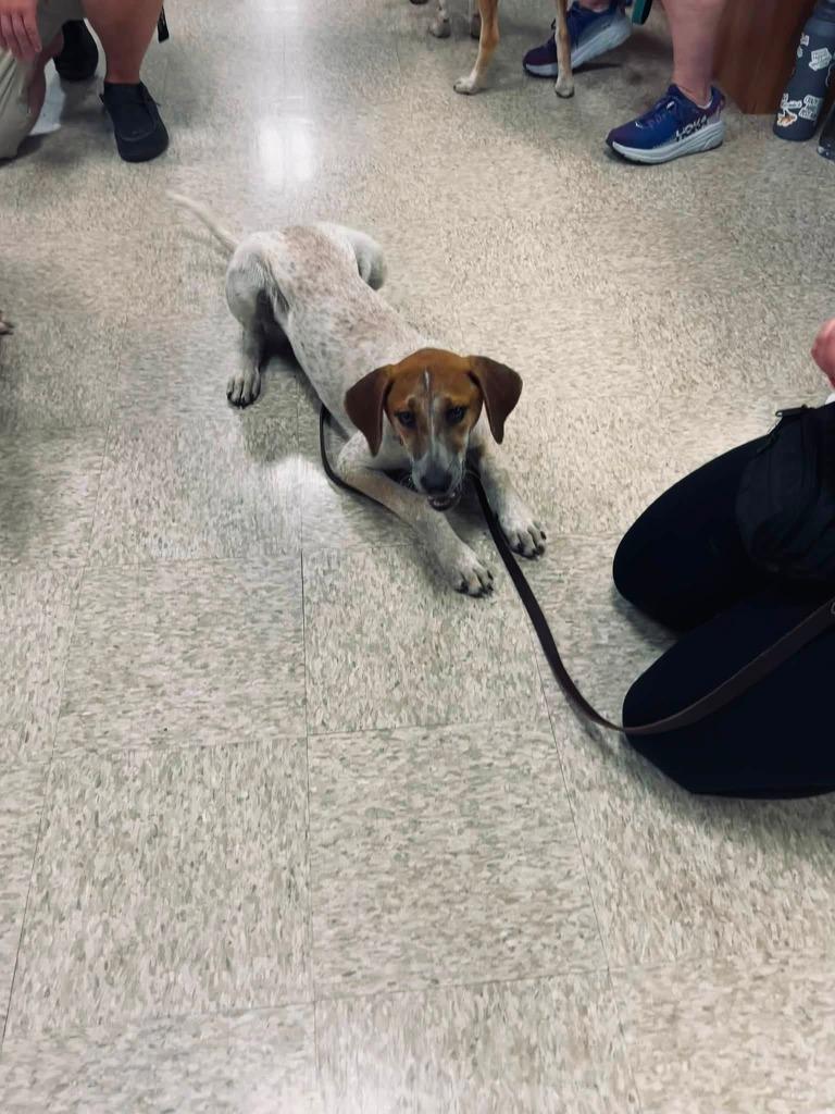 Enlarge Flint, a Adoptable mixed breed in Fond Du Lac, WI image 4/5