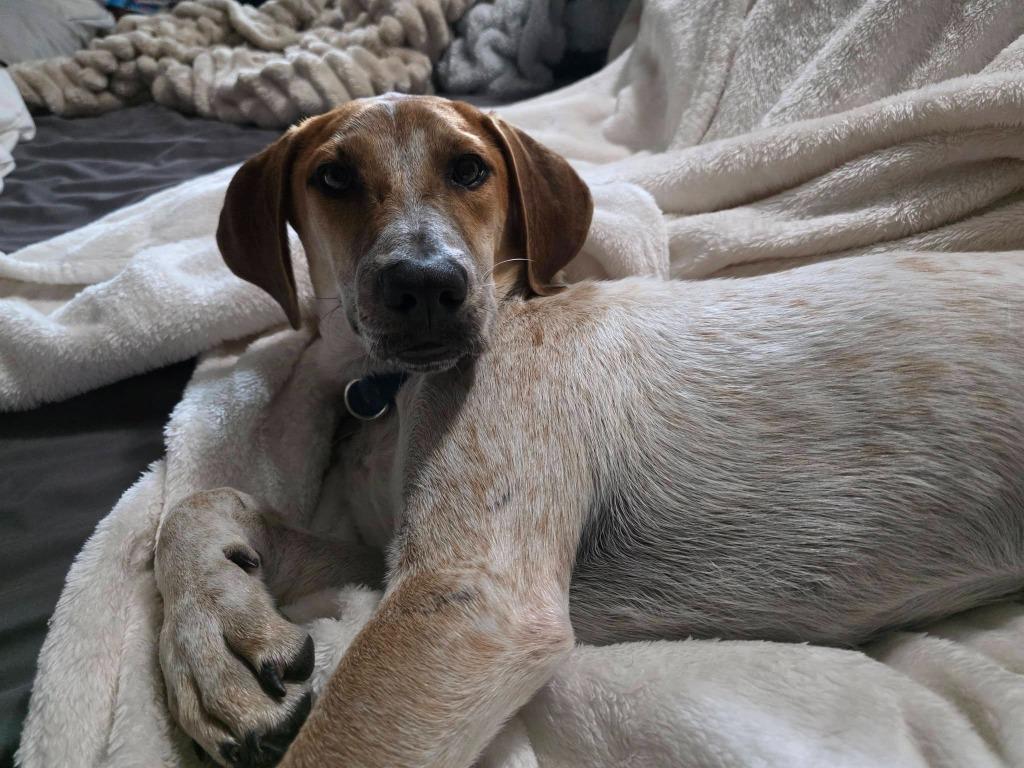 Enlarge Flint, a Adoptable mixed breed in Fond Du Lac, WI image 5/5
