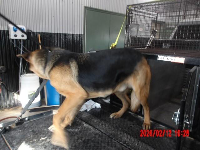 Enlarge Peter Parker, a Adoptable German Shepherd Dog in Hobbs, NM image 1/5