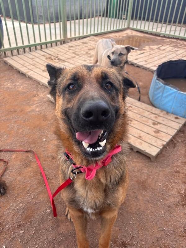 Enlarge Peter Parker, a Adoptable German Shepherd Dog in Hobbs, NM image 2/5