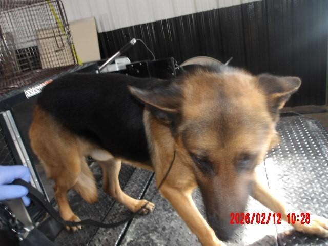 Enlarge Peter Parker, a Adoptable German Shepherd Dog in Hobbs, NM image 3/5