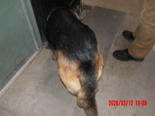 Enlarge Peter Parker, a Adoptable German Shepherd Dog in Hobbs, NM image 4/5