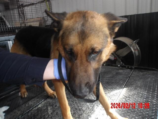 Enlarge Peter Parker, a Adoptable German Shepherd Dog in Hobbs, NM image 5/5