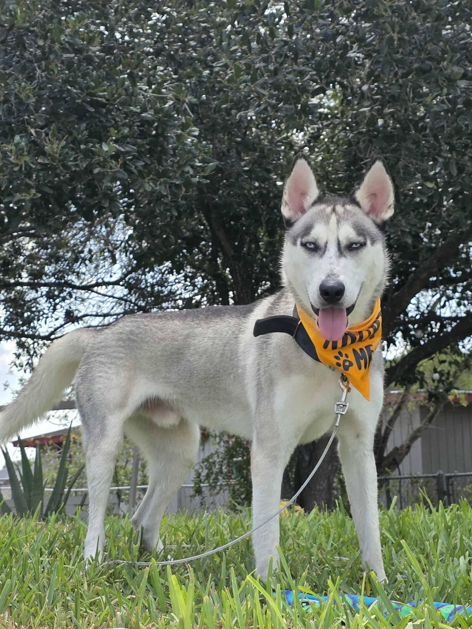 Dog available for adoption - None