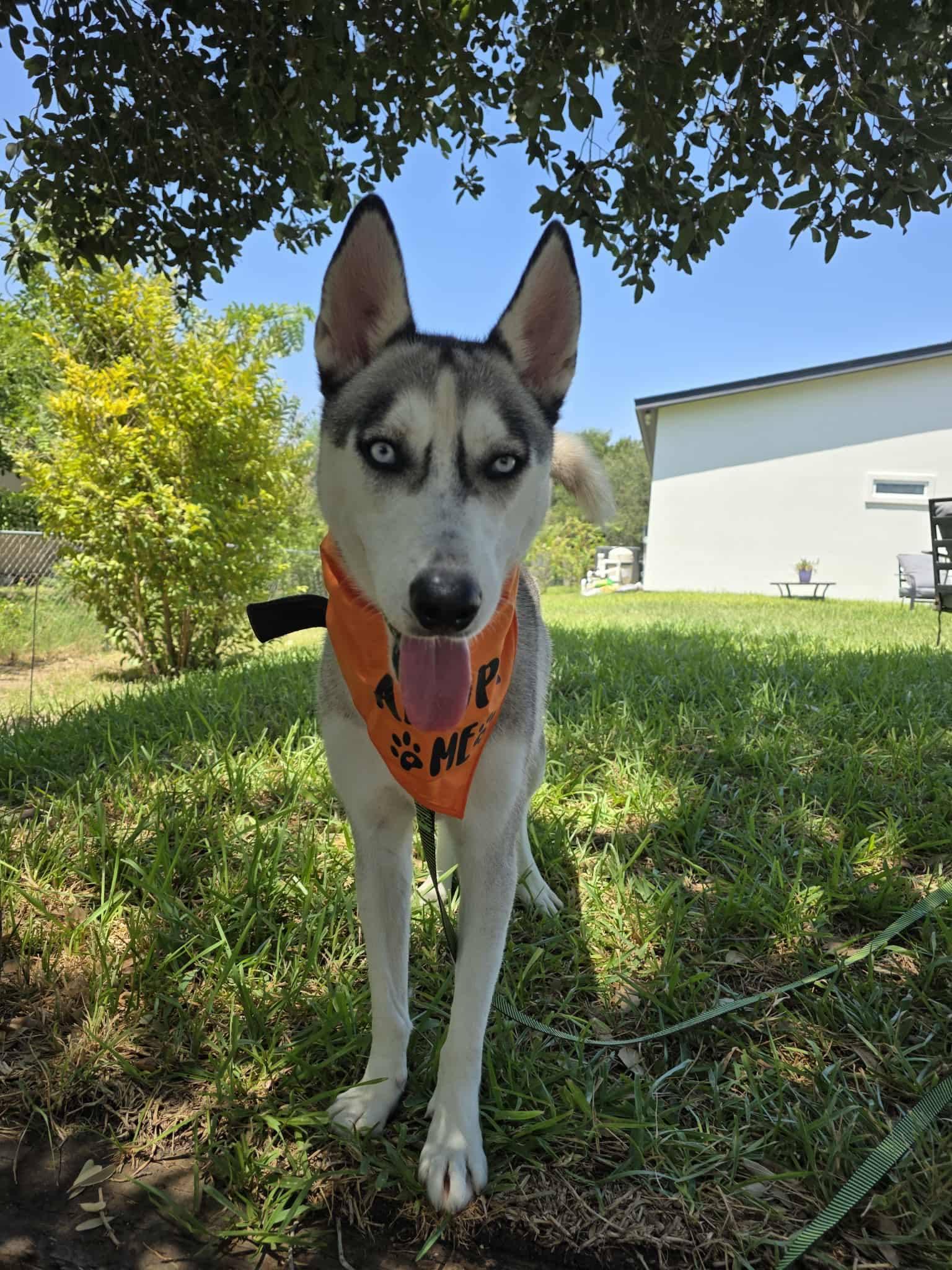 Enlarge Miska, a Adoptable mixed breed in Silver Spring, MD image 3/6