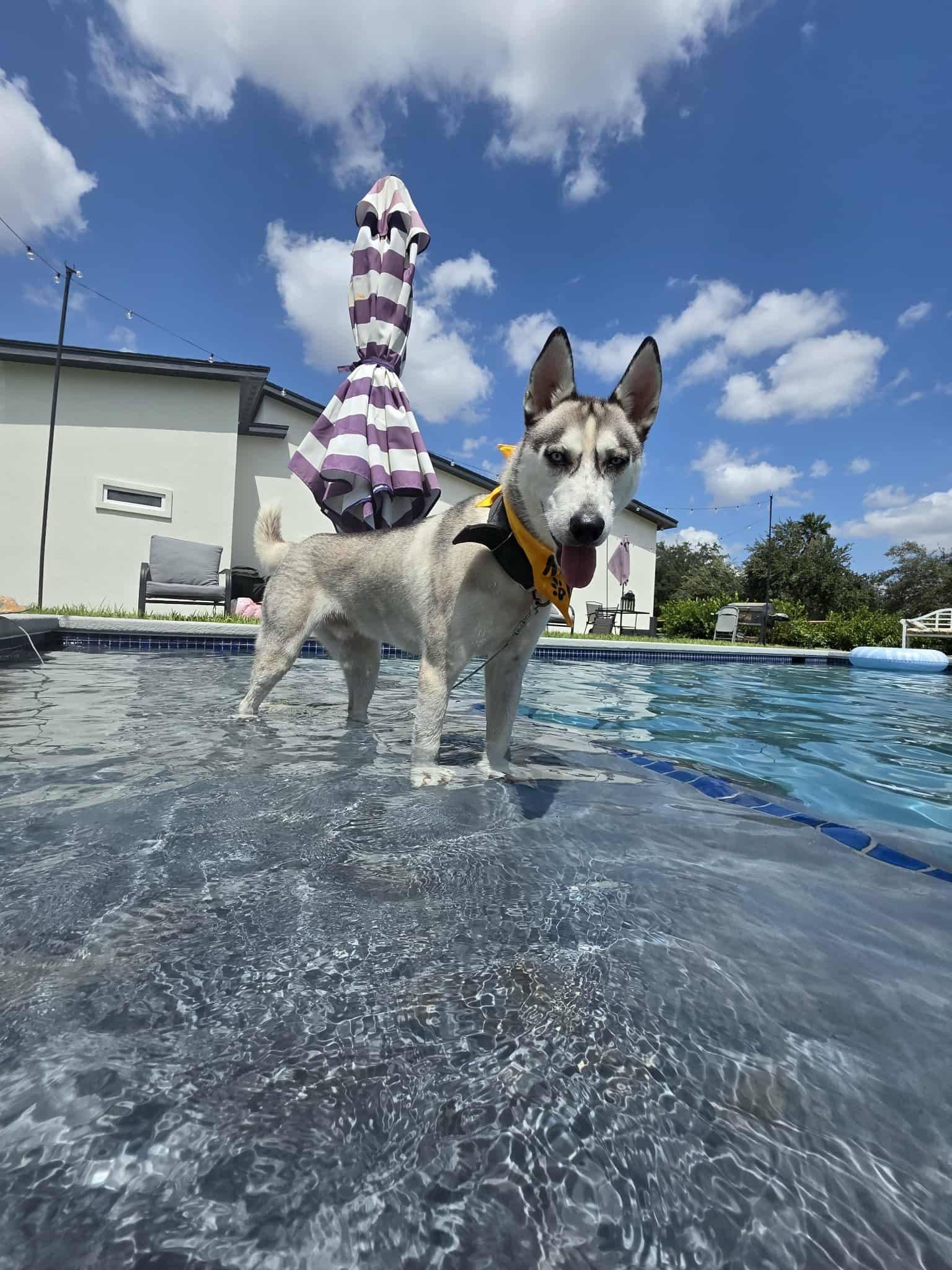 Enlarge Miska, a Adoptable mixed breed in Silver Spring, MD image 4/6