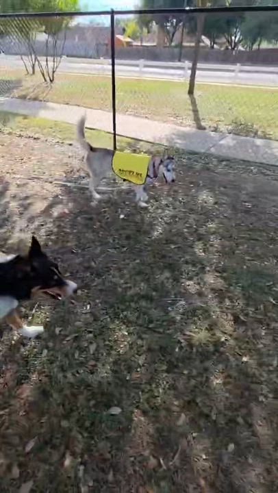 Enlarge Miska, a Adoptable mixed breed in Silver Spring, MD video 5/6