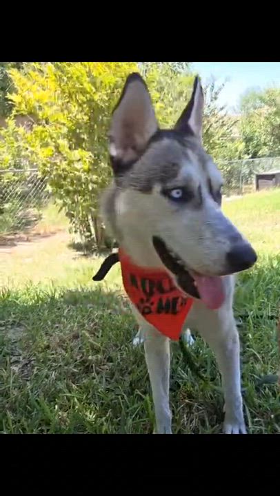 Enlarge Miska, a Adoptable mixed breed in Silver Spring, MD video 6/6