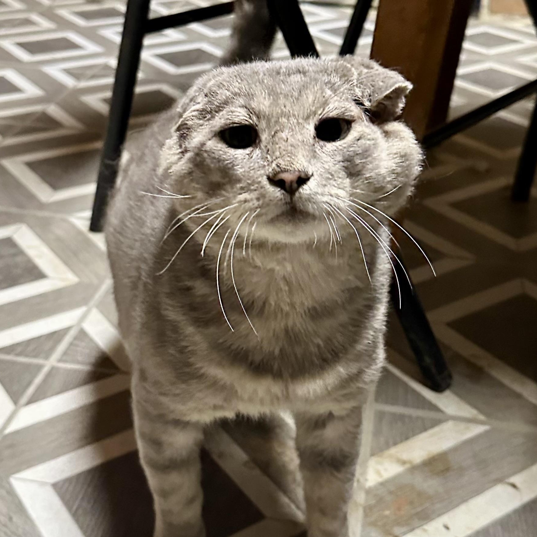 Cooper, Adoptable, Young Male Scottish Fold & Domestic Short Hair.