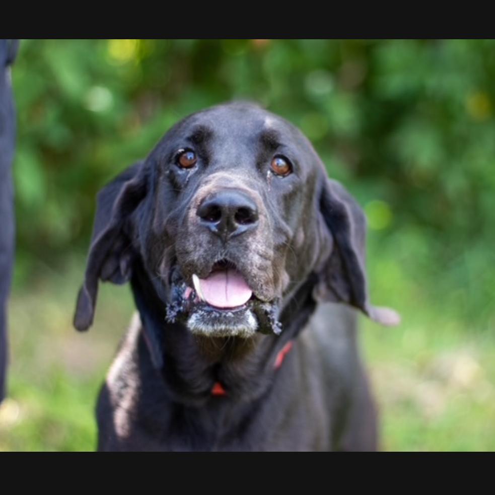 Chip, Adoptable, Adult Male Mixed Breed.