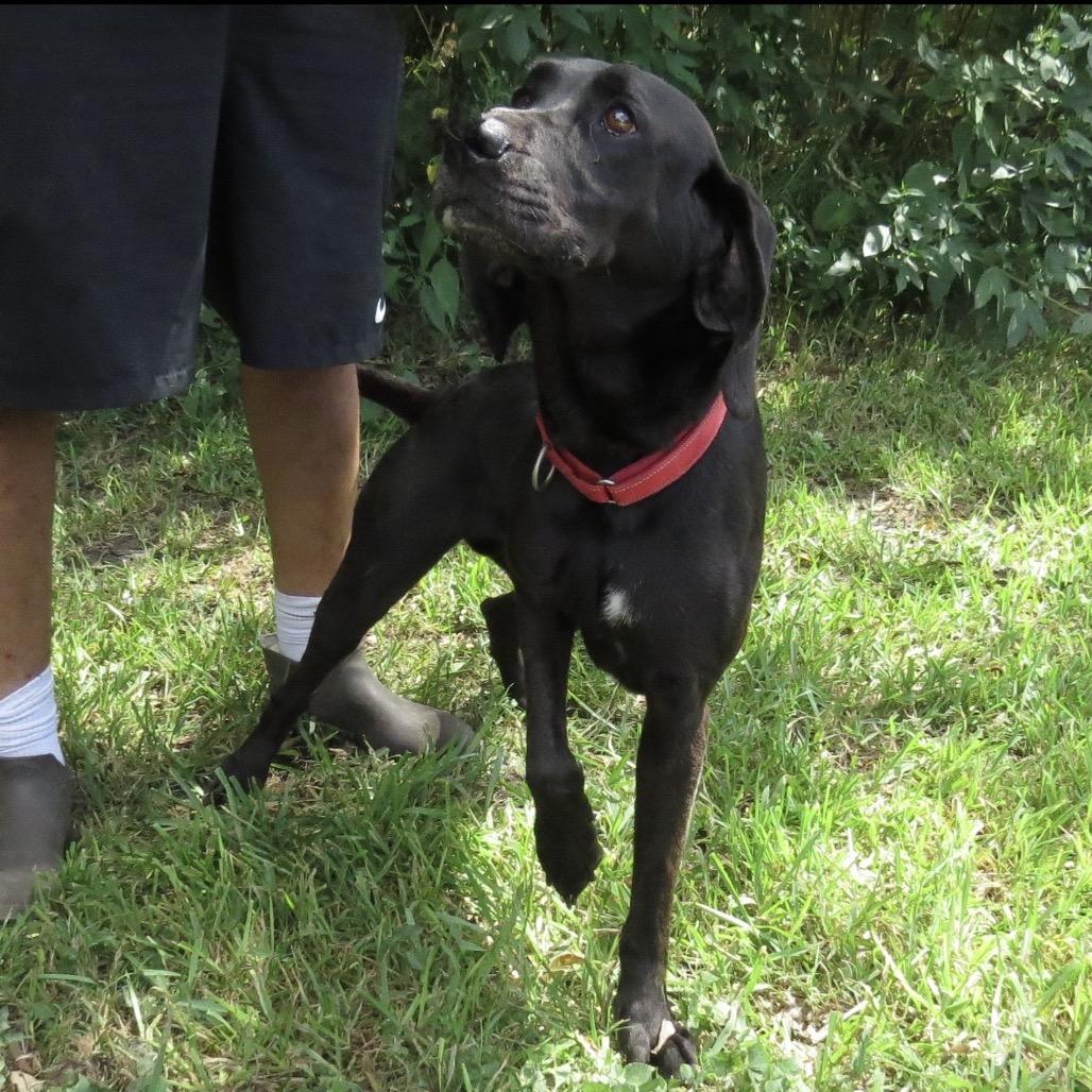 Enlarge Chip, a Adoptable Mixed Breed in Lake Jackson, TX image 2/5