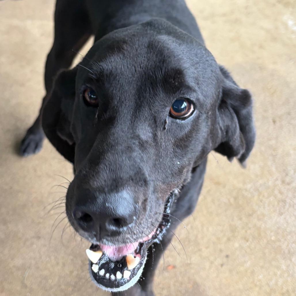 Enlarge Chip, a Adoptable Mixed Breed in Lake Jackson, TX image 3/5