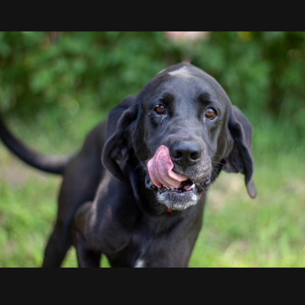 Enlarge Chip, a Adoptable Mixed Breed in Lake Jackson, TX image 4/5