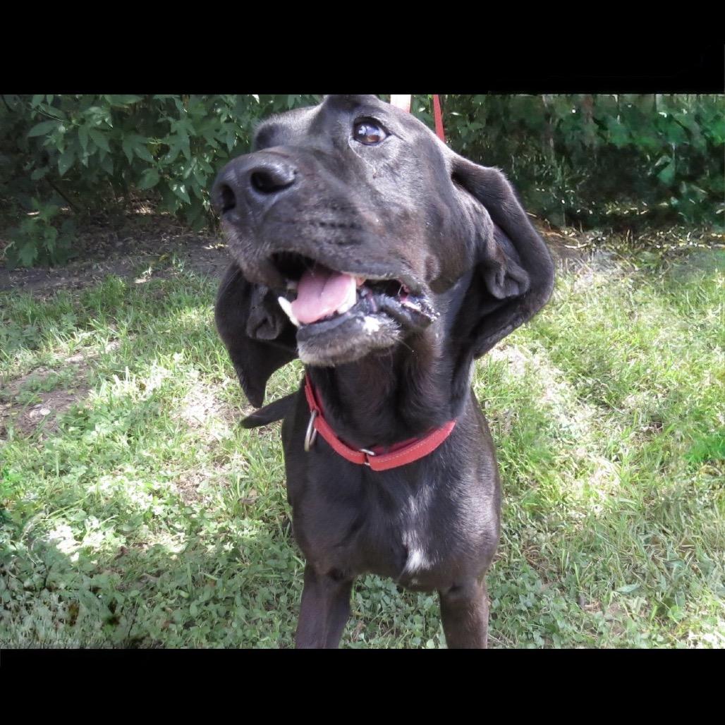 Enlarge Chip, a Adoptable Mixed Breed in Lake Jackson, TX image 5/5
