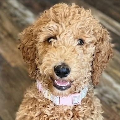 DAISY, adopted, Puppy Female Poodle.