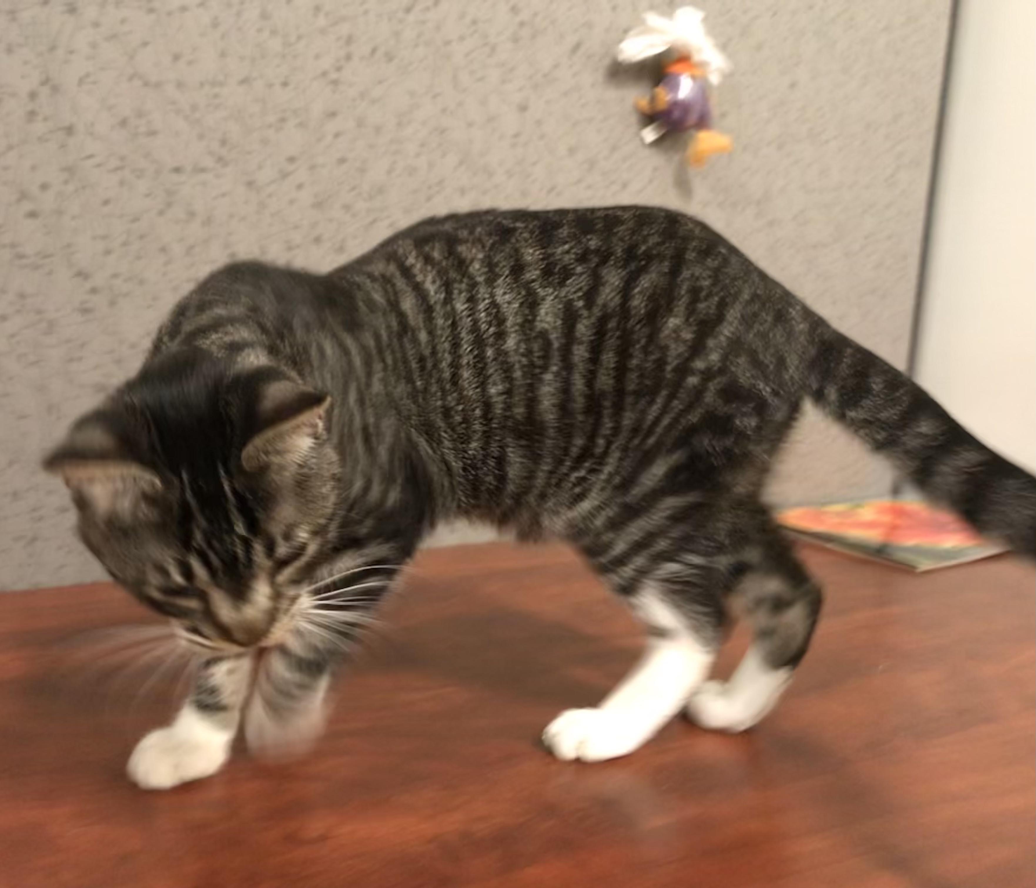 Aurora — thumbnail 2