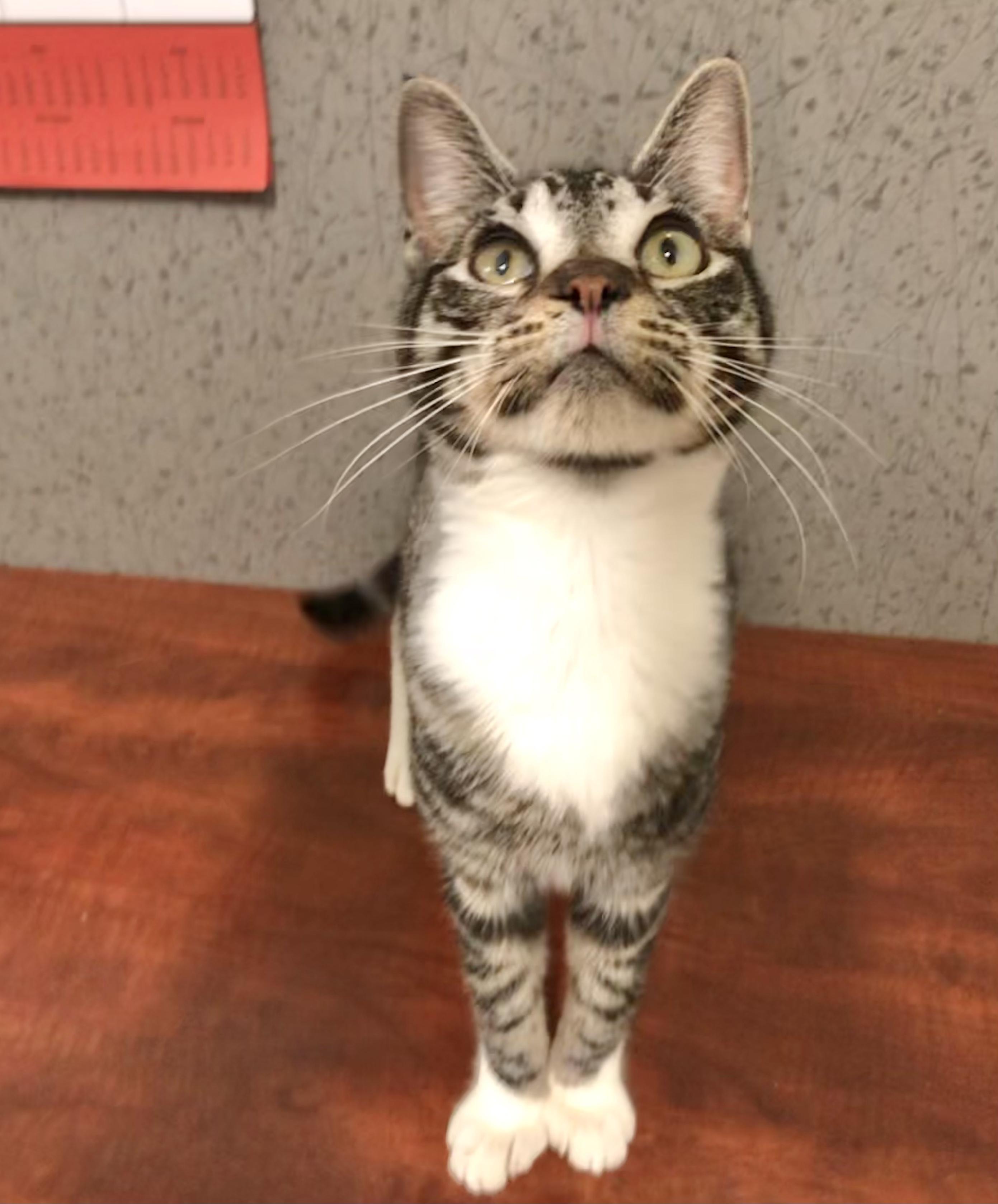 Aurora — thumbnail 4