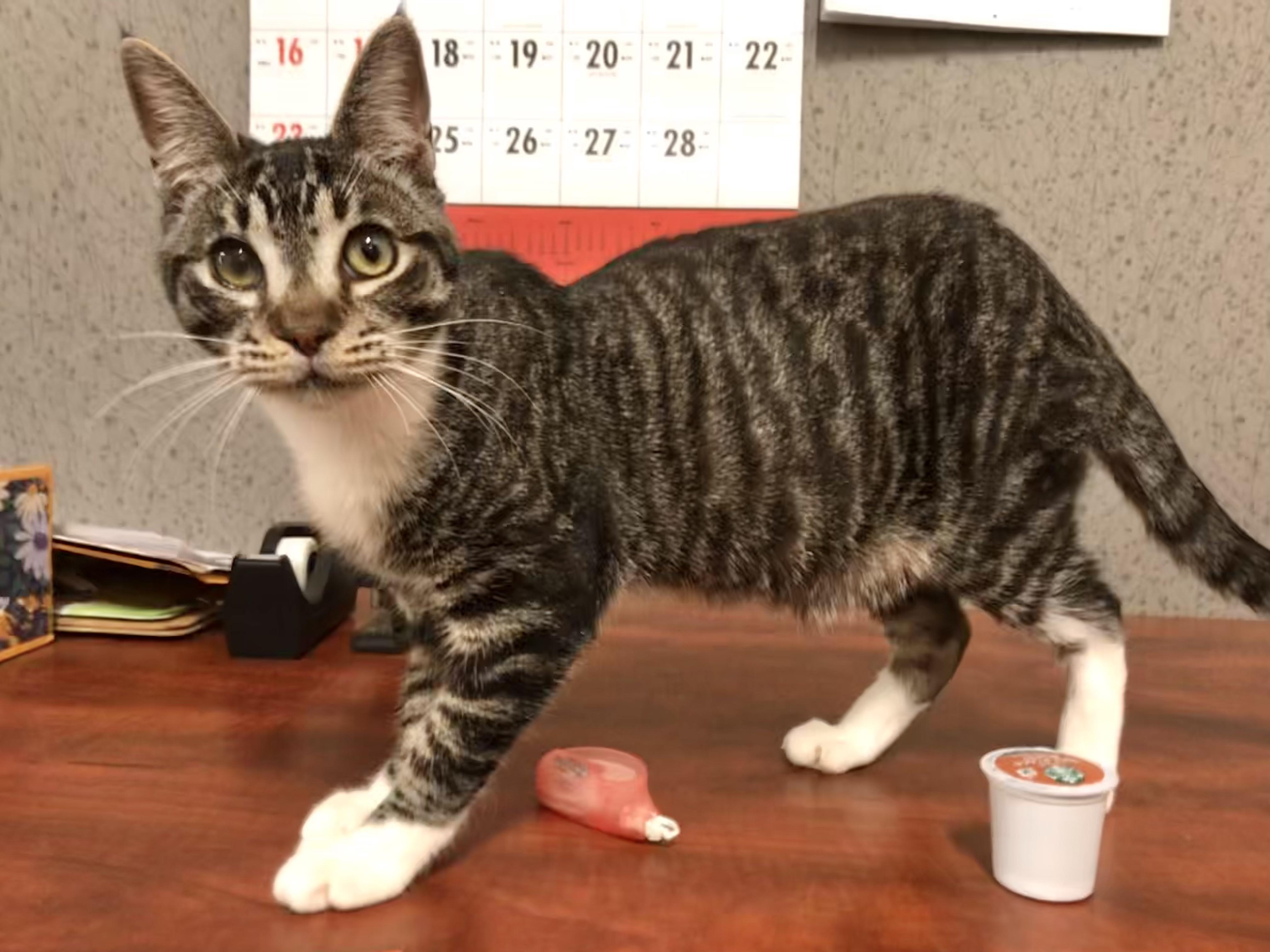 Aurora — thumbnail 5