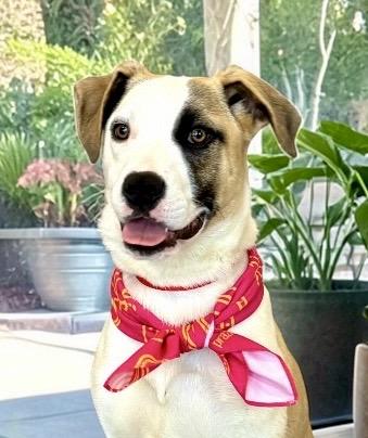 Cedar, Adoptable, Young Female Shepherd & Boxer.