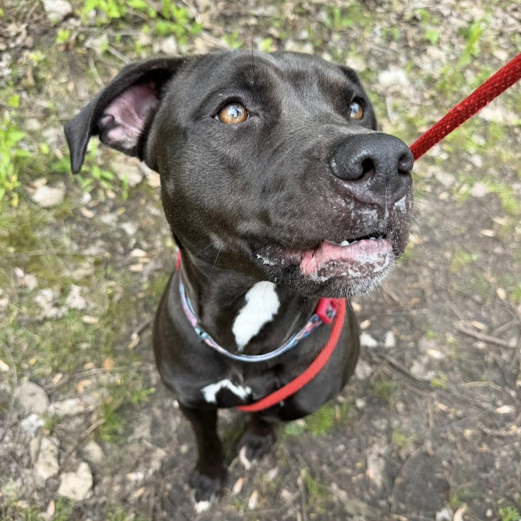 Enlarge Raven, a Adoptable Mixed Breed in Grand Rapids, MI image 6/6