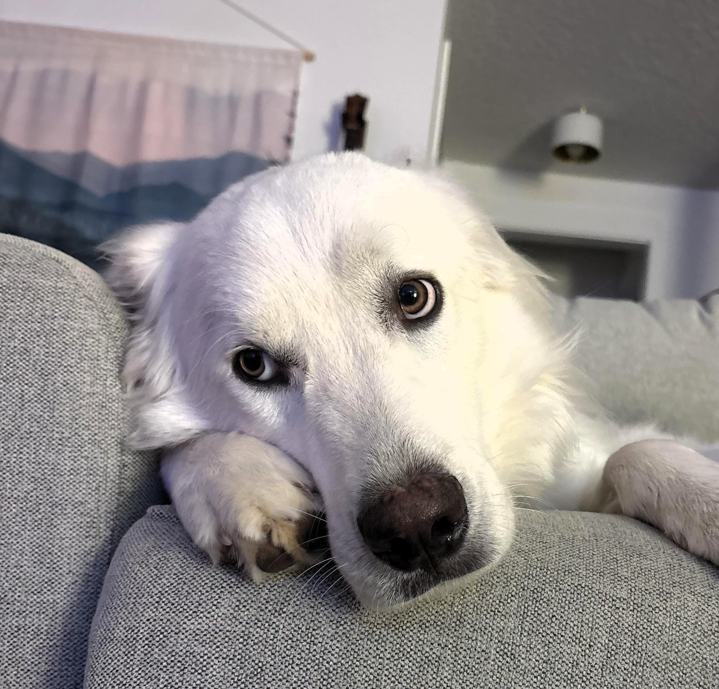 Goose, Adoptable, Adult Male Great Pyrenees.