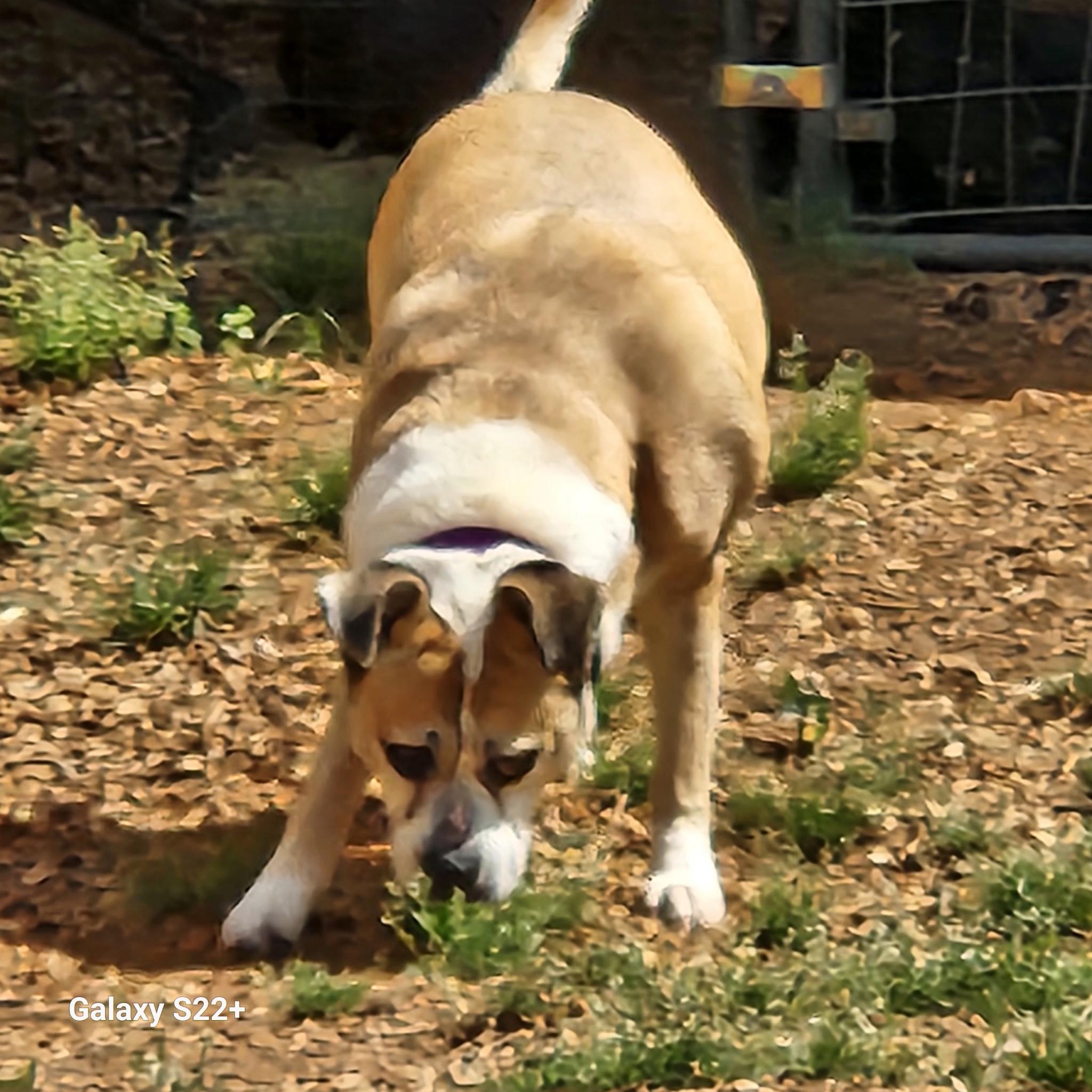Enlarge Foxy, a ADOPTABLE mixed breed in Powell, TN image 4/4