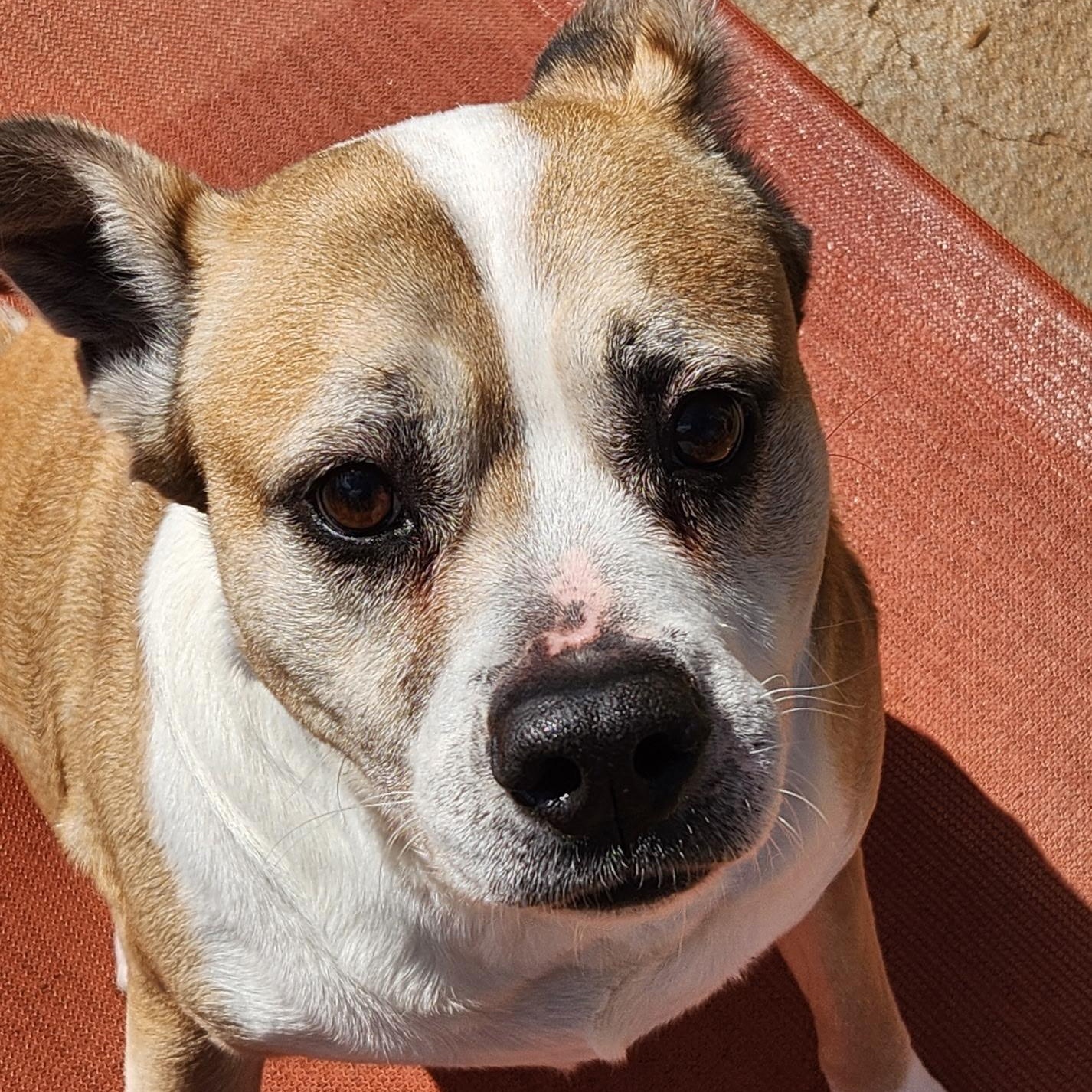 Enlarge Foxy, a ADOPTABLE mixed breed in Powell, TN image 3/4