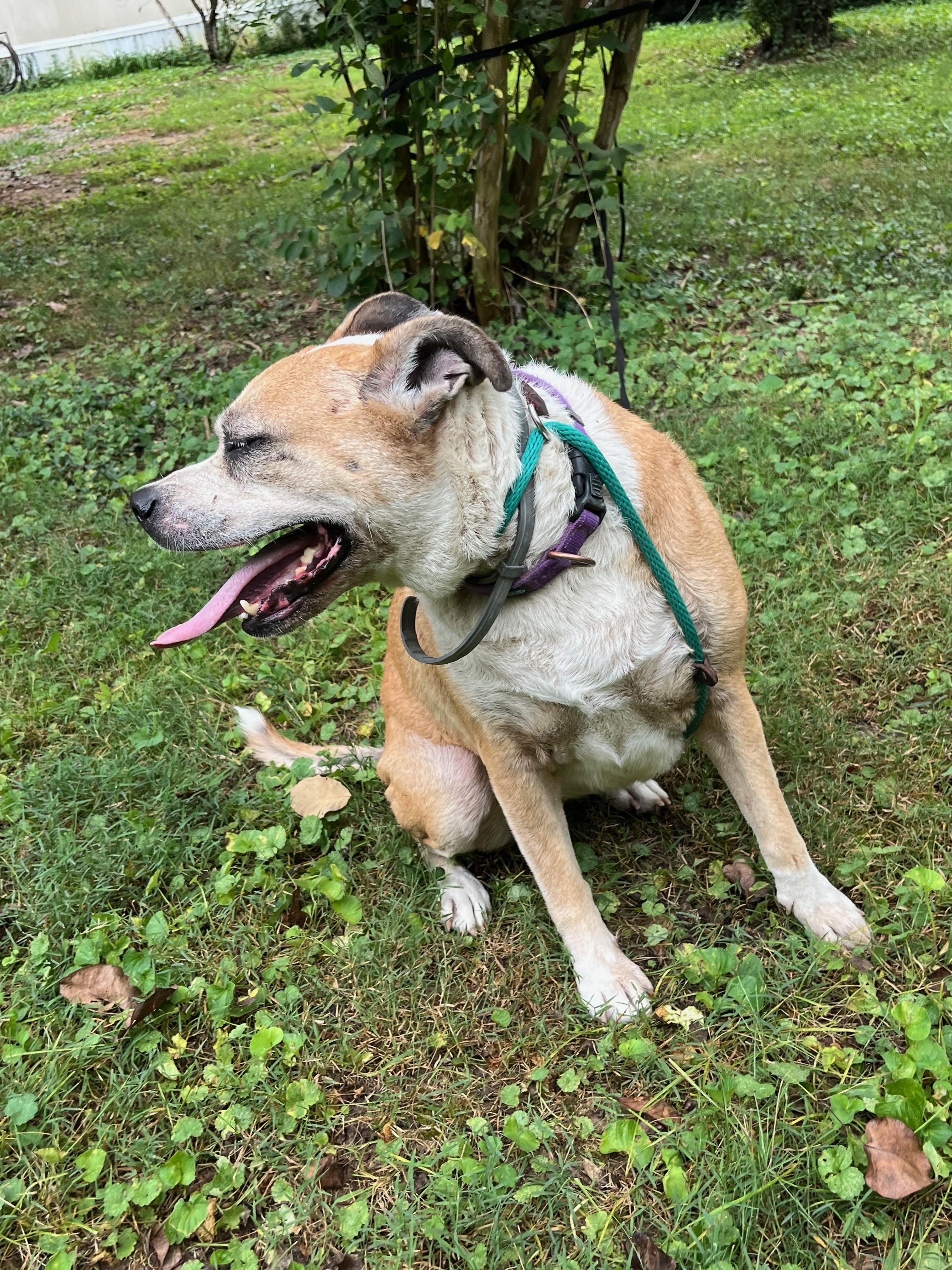 Enlarge Foxy, a Adoptable mixed breed in Powell, TN image 5/5