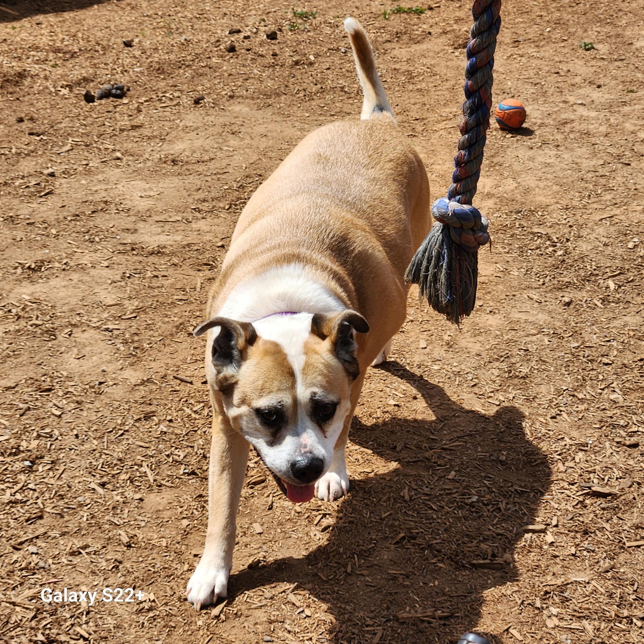Enlarge Foxy, a ADOPTABLE mixed breed in Powell, TN image 2/4