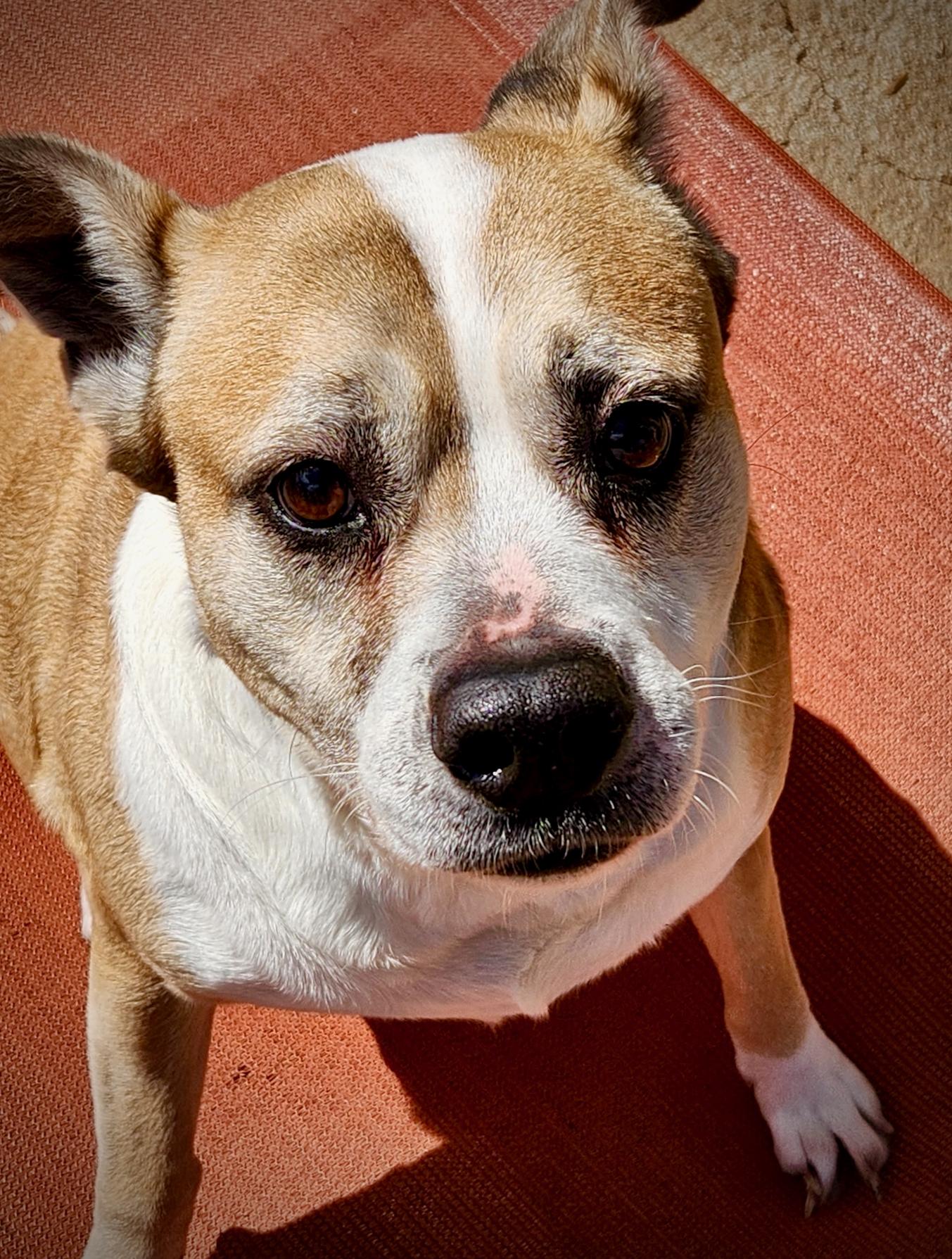 Foxy, ADOPTABLE, Adult Female Mixed Breed.