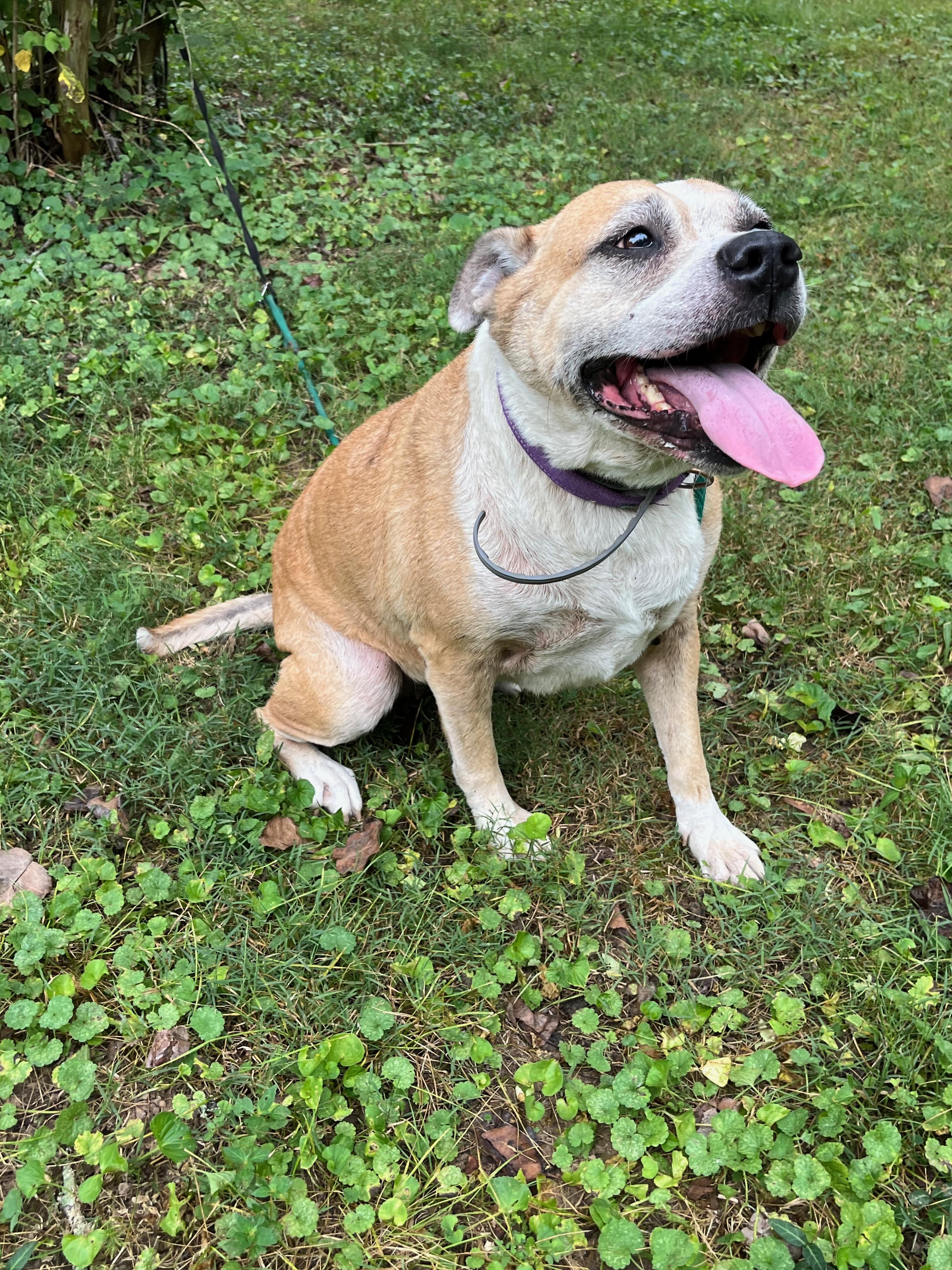 Enlarge Foxy, a Adoptable mixed breed in Powell, TN image 3/5