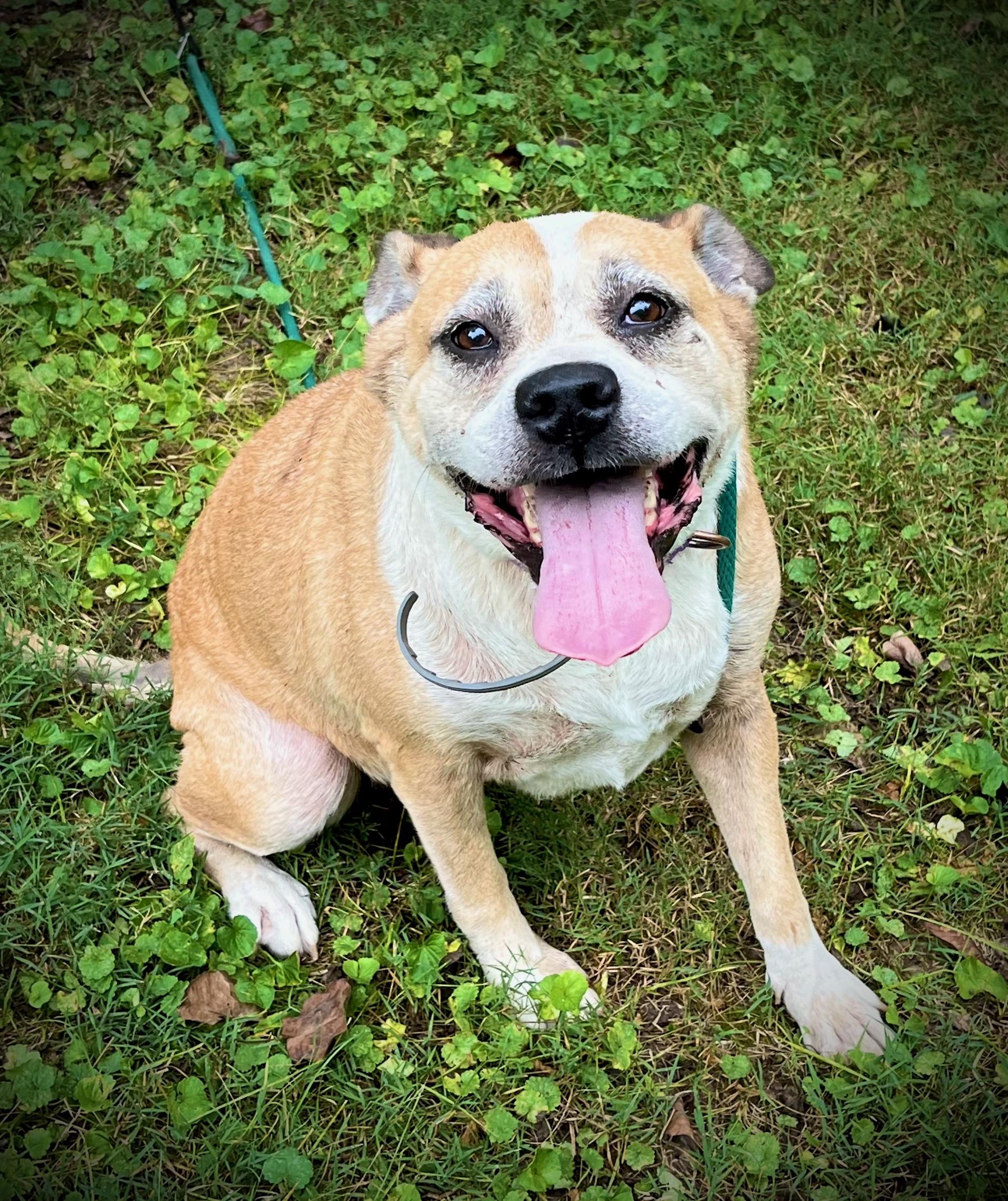Enlarge Foxy, a Adoptable mixed breed in Powell, TN image 1/5