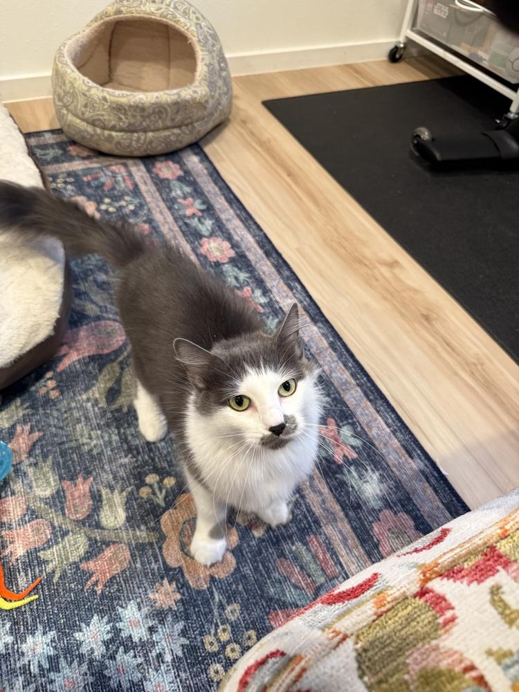 Enlarge Maki, a Adoptable Domestic Long Hair in Bellingham, WA image 1/4