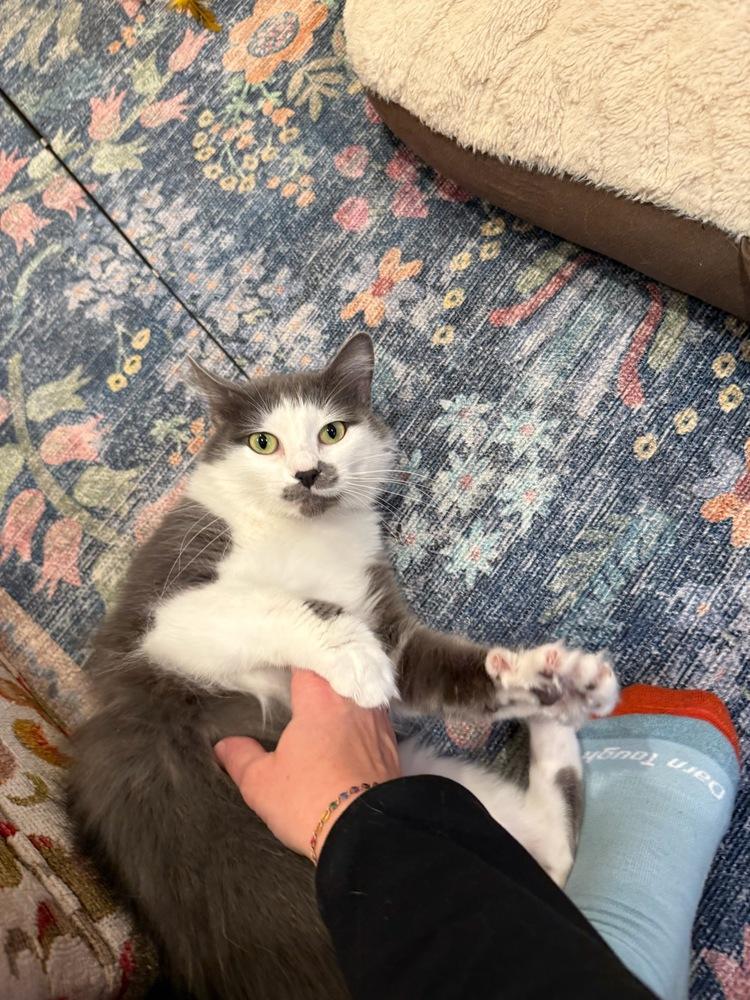 Enlarge Maki, a Adoptable Domestic Long Hair in Bellingham, WA image 4/4