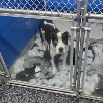 Enlarge Lainey, a ADOPTABLE mixed breed in Conway, SC image 2/4