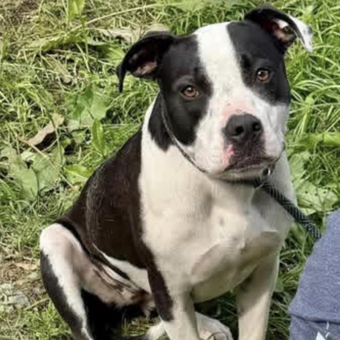 Lainey, ADOPTABLE, Young Female Mixed Breed.