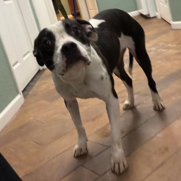 Enlarge Lainey, a ADOPTABLE mixed breed in Conway, SC image 4/4