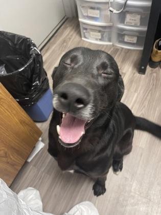 Shadow, Adoptable, Adult Male Labrador Retriever & Mixed Breed.