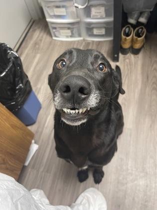 Enlarge Shadow, a Adoptable mixed breed in Norfolk, VA image 2/2