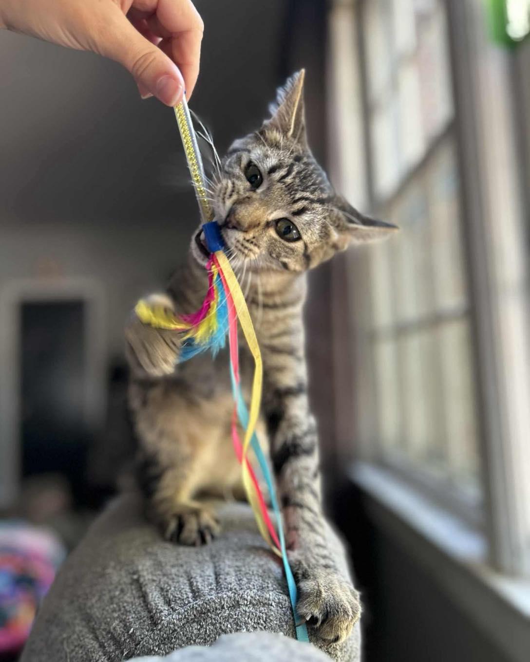 Slider, Adoptable, Young Male Tabby.