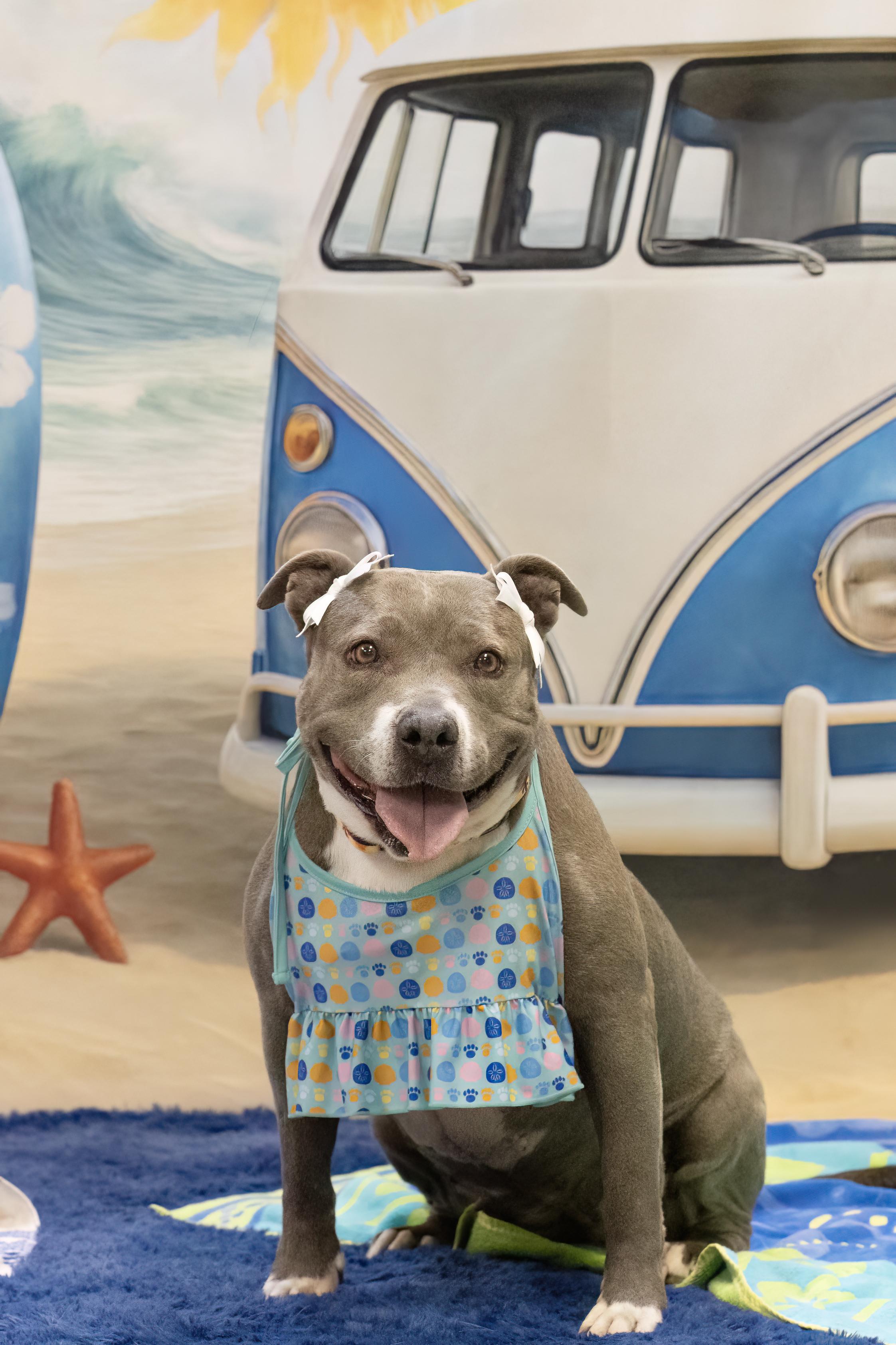 Darling, ADOPTABLE, Adult Female American Staffordshire Terrier & Pit Bull Terrier.