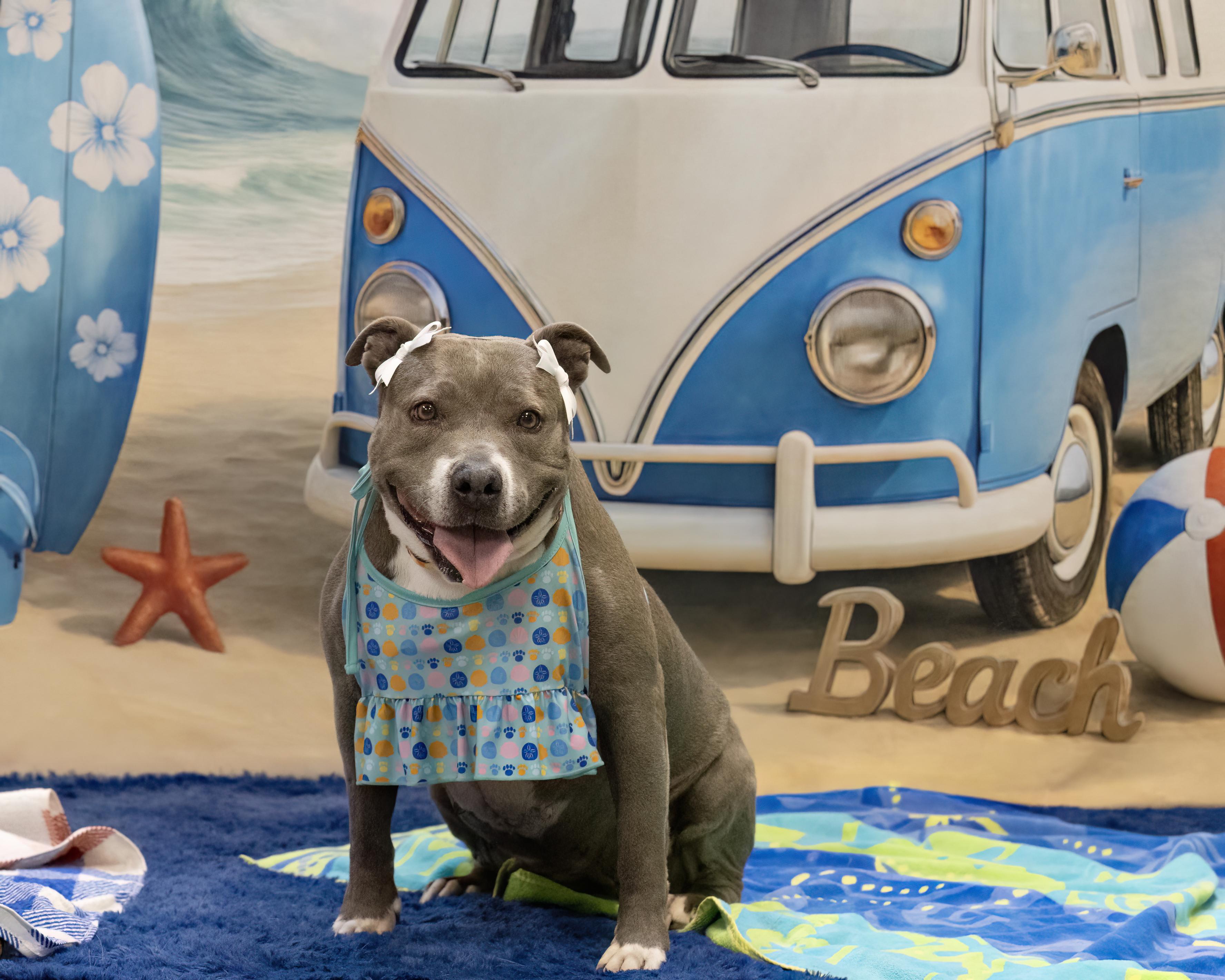 Darling, ADOPTABLE, Adult Female American Staffordshire Terrier & Pit Bull Terrier.